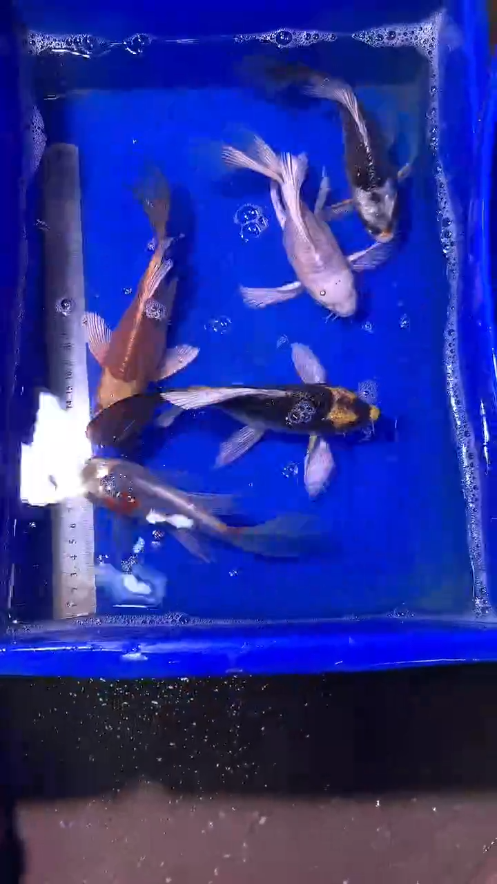 蝴蝶鲤鱼蝴蝶鲤直播选鱼专用链接 凭开箱视频售后