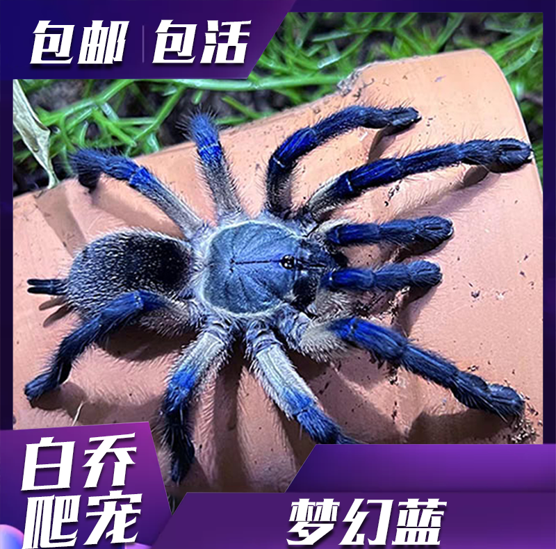 梦幻蓝巴布蜘蛛/索科特拉蓝巴布 新手进阶可群养蜘蛛宠物活体
