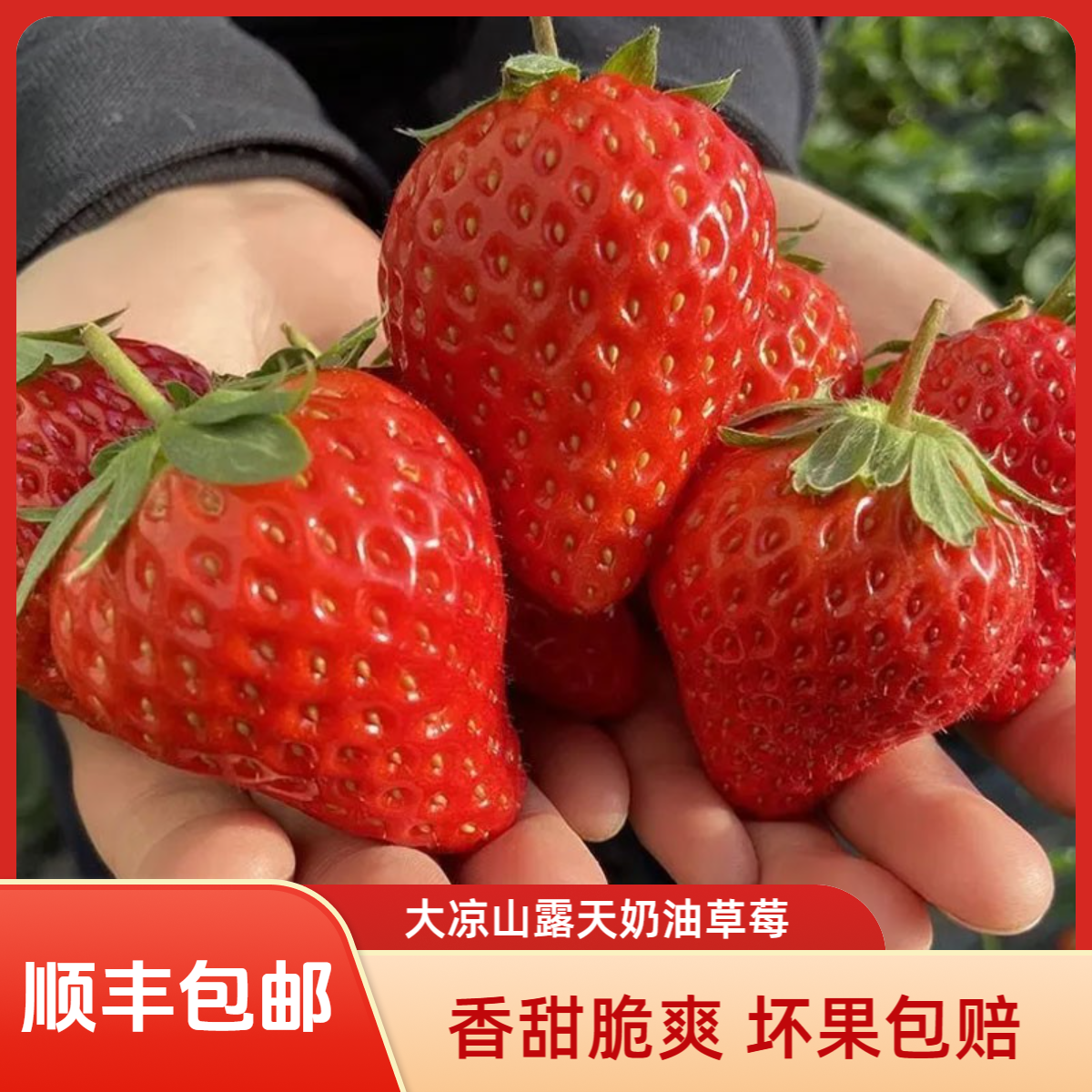 【顺丰包邮】大凉山露天奶油草莓香甜多汁头茬鲜果现摘现发孕妇水果