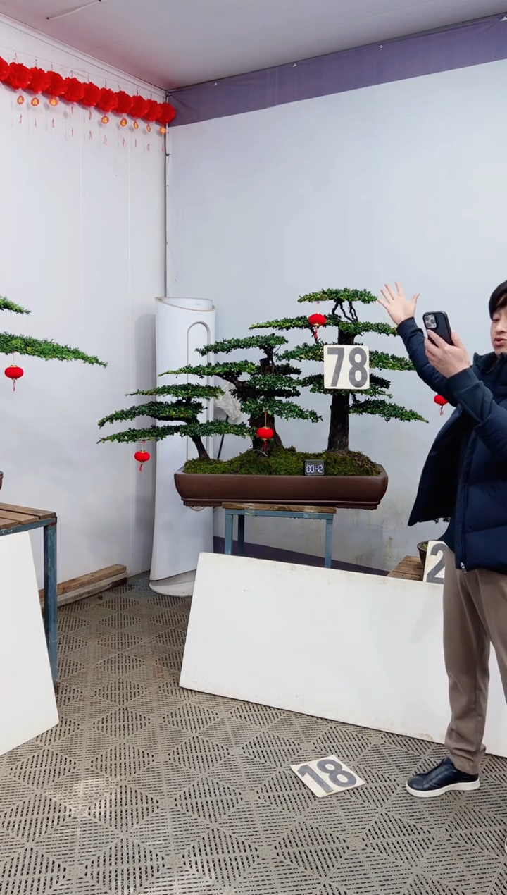 【闪购商品】盆景盆景