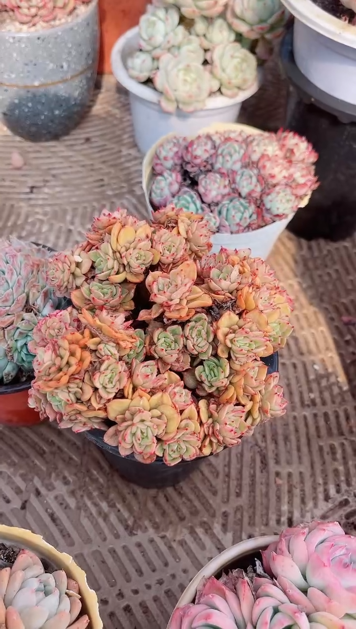 【闪购商品】02666