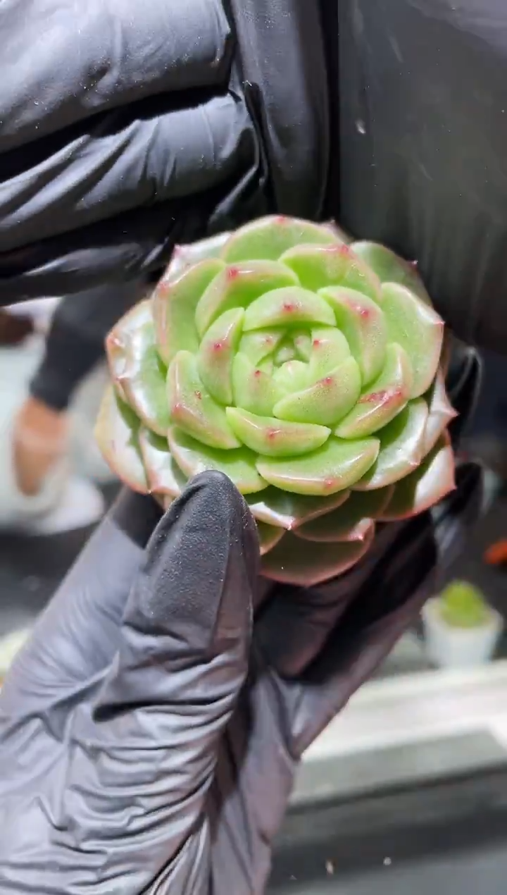 闪购435 翡冷翠多肉一颗  5.5厘米