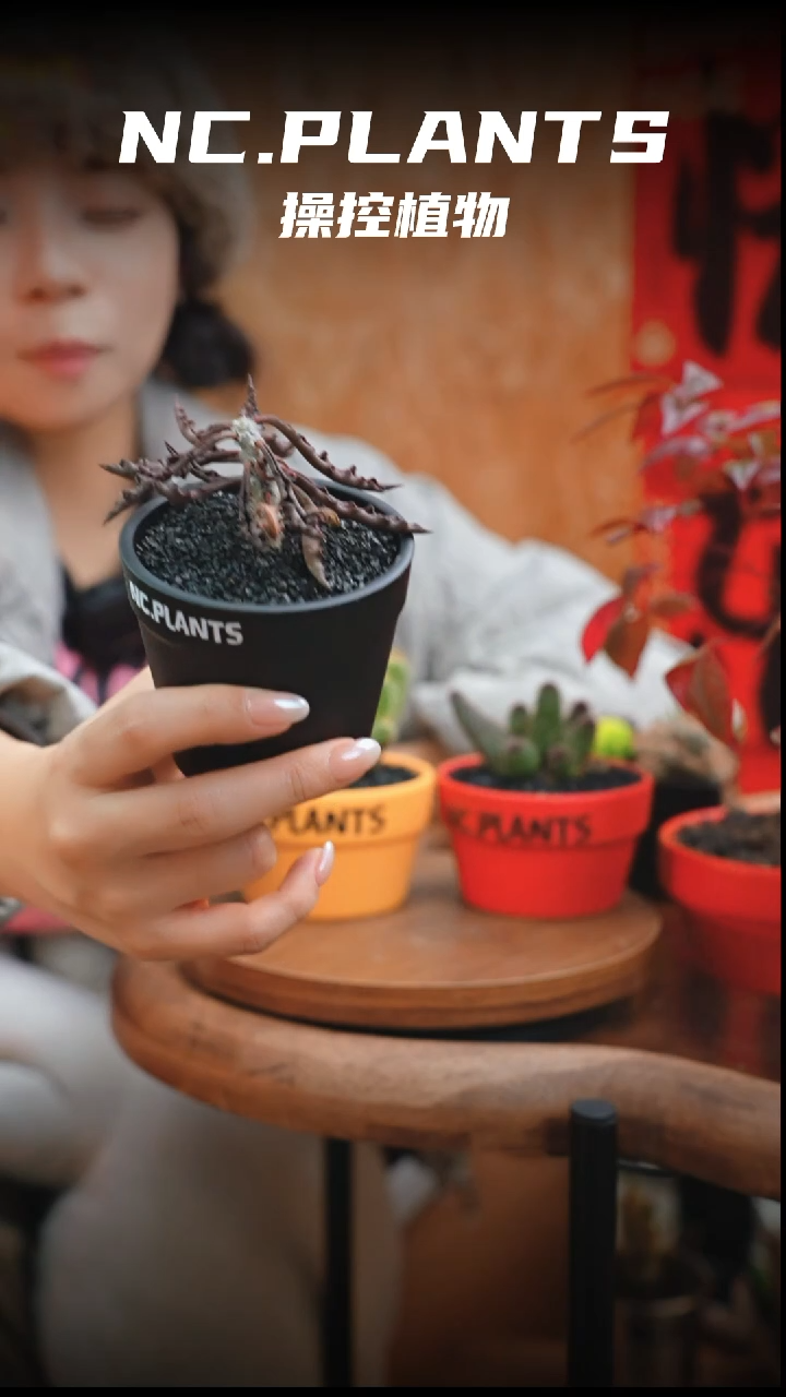 【闪购商品】皱叶麒麟