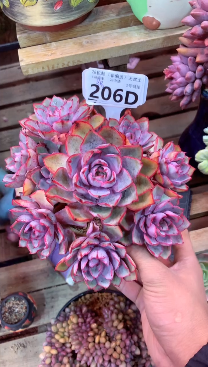 206D（一物一拍，精品多肉，w所见即所得 ）