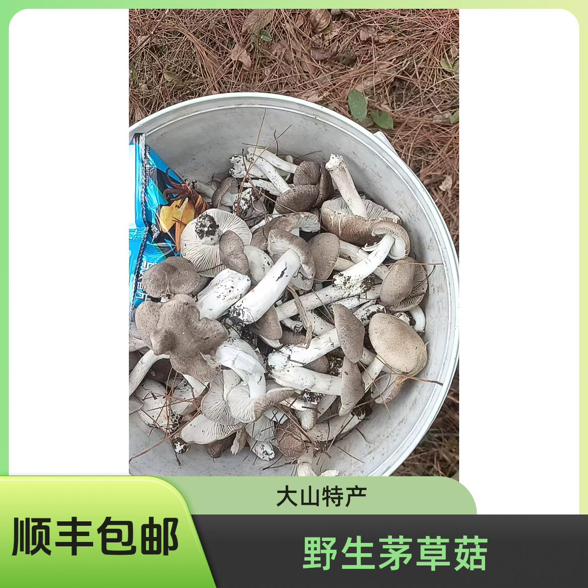 【新鲜采摘发货】湘西大山里野生茅草菇一斤顺丰包邮