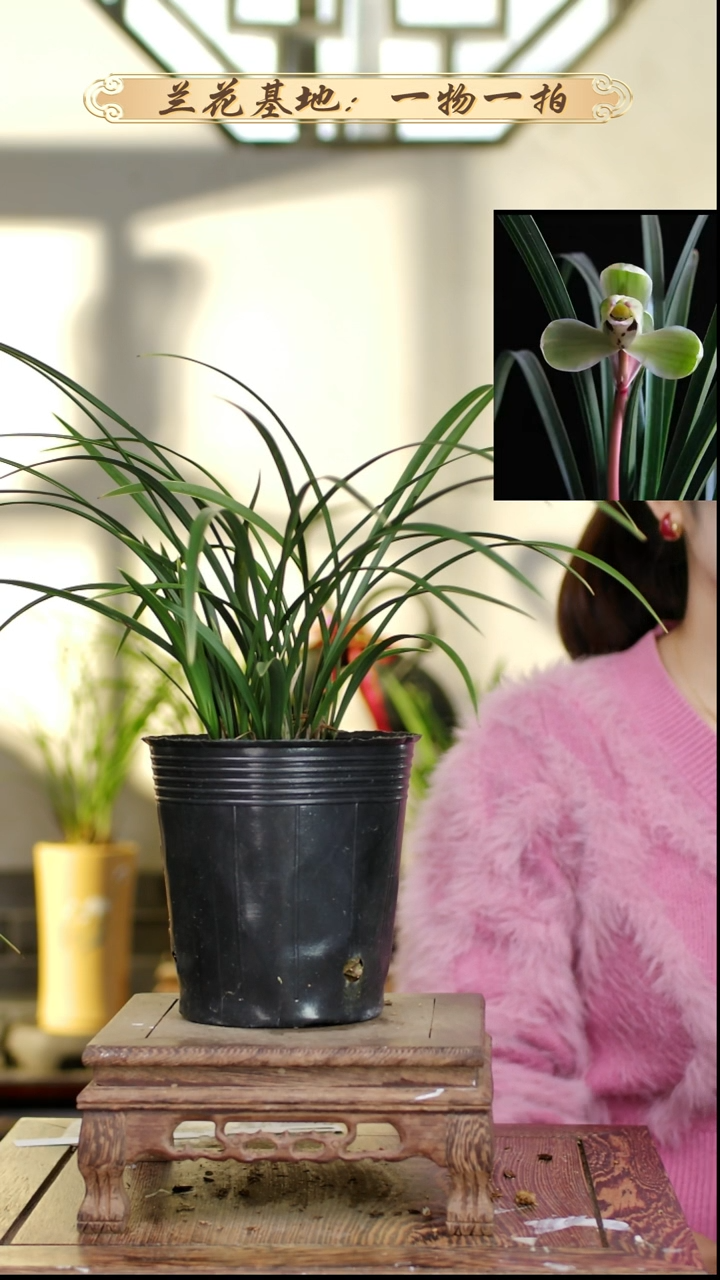 完全开放中华一品梅