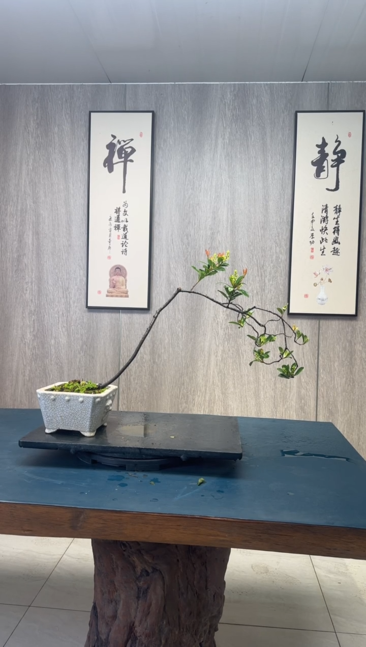 【闪购商品】盆景春花