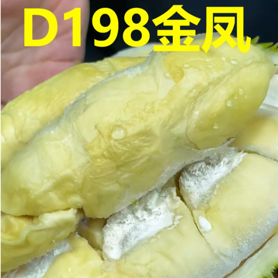 【一物一拍 AA级保5房】  D198金凤马来西亚进口液氮冷冻榴莲顺丰