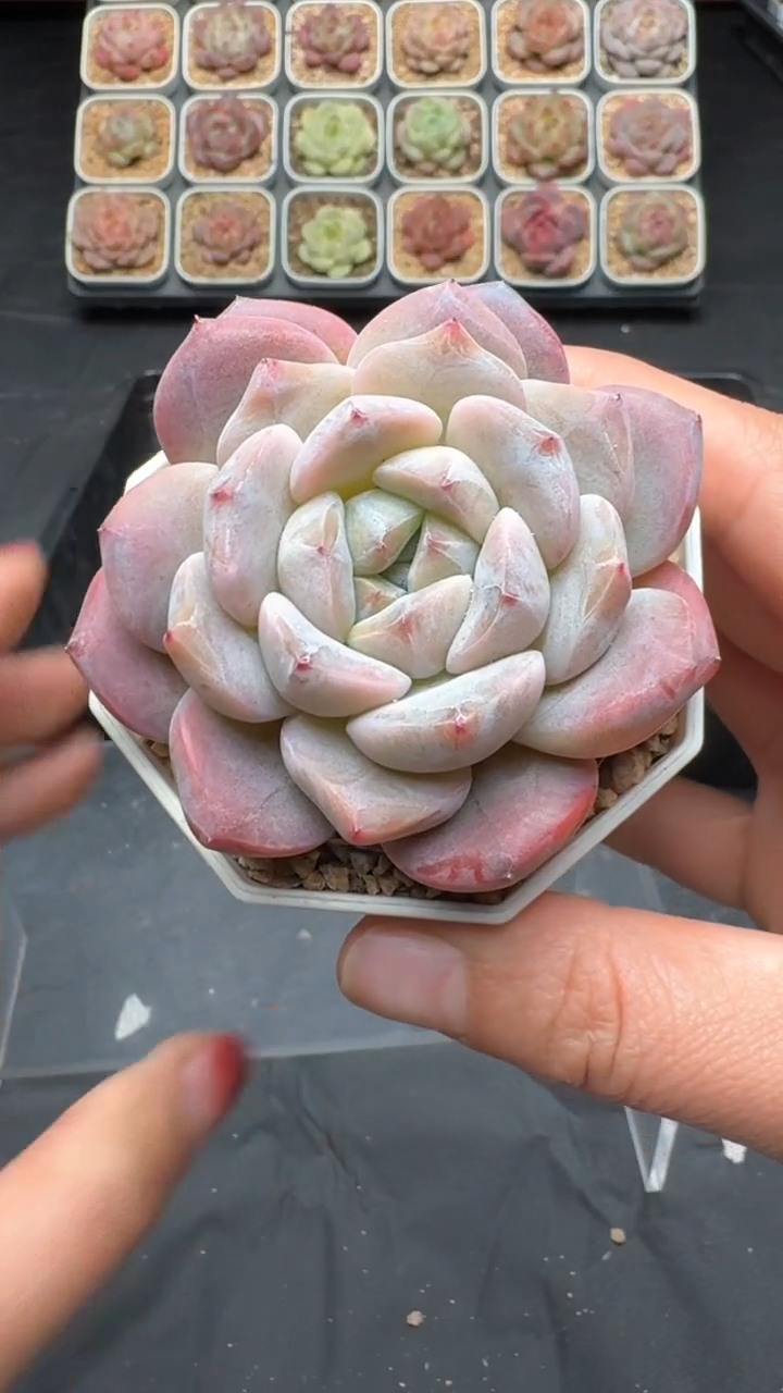 【闪购商品】046号珍妮多肉一物一拍3单包邮