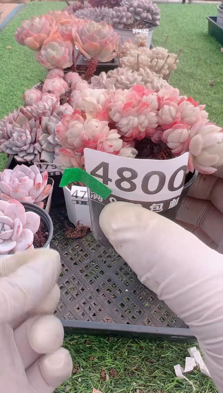 【闪购商品】信福多肉一物一拍