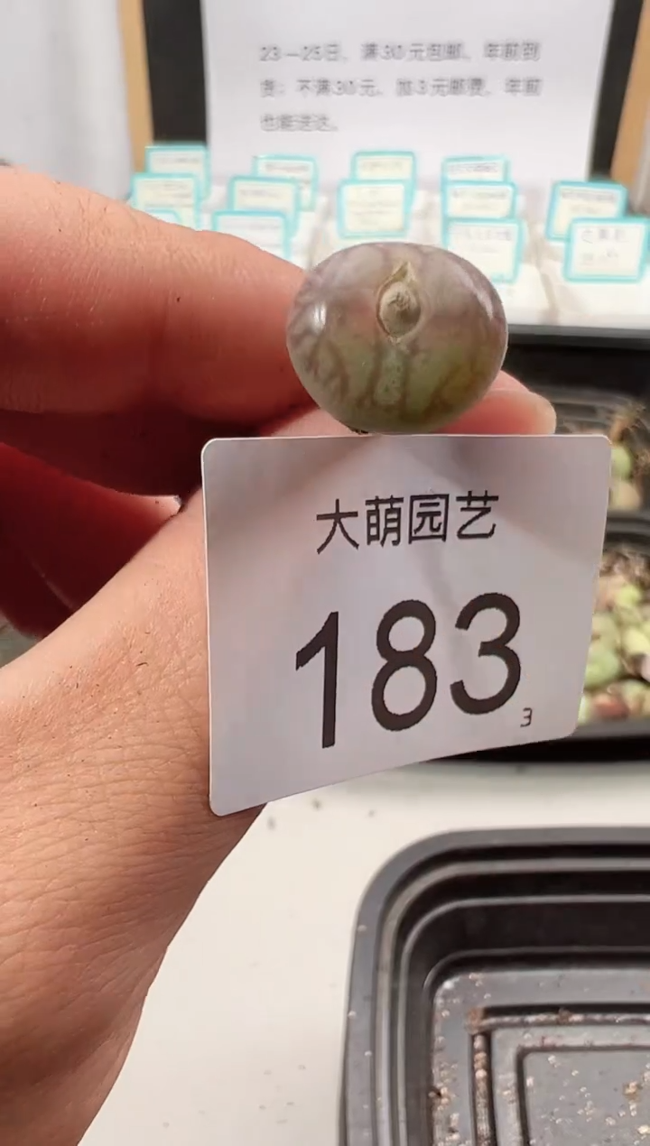 【闪购商品】++++183