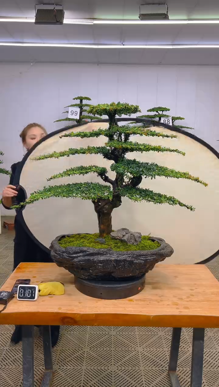 无花朵一物一拍一物一拍
