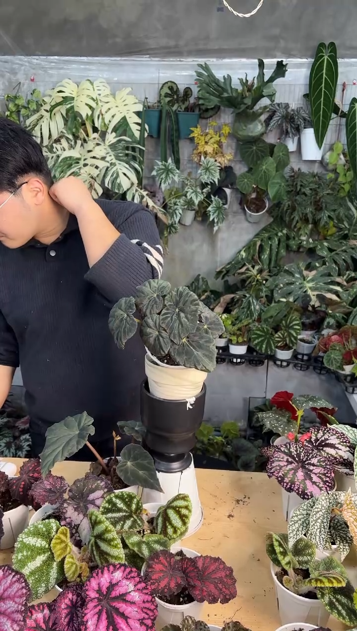 完全开放猫*又坠星秋海棠