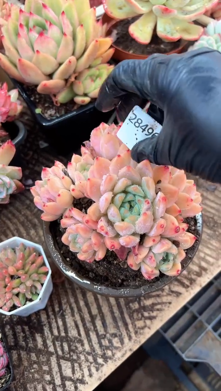 紫*多肉植物一物一拍28496