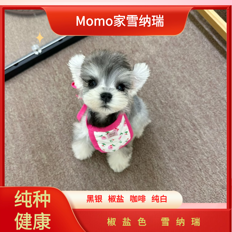 【Momo家雪纳瑞】椒盐色深椒盐浅椒盐雪纳瑞幼犬宠物活体小狗