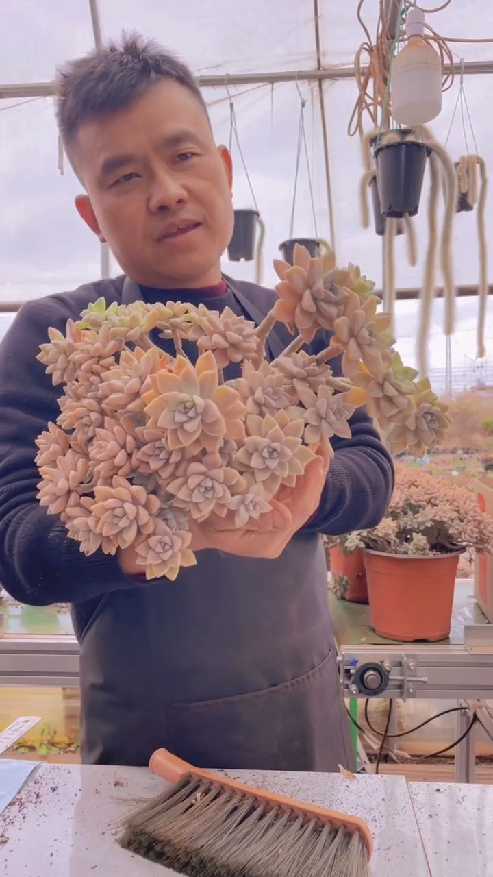 184淡雪缀化一物一拍