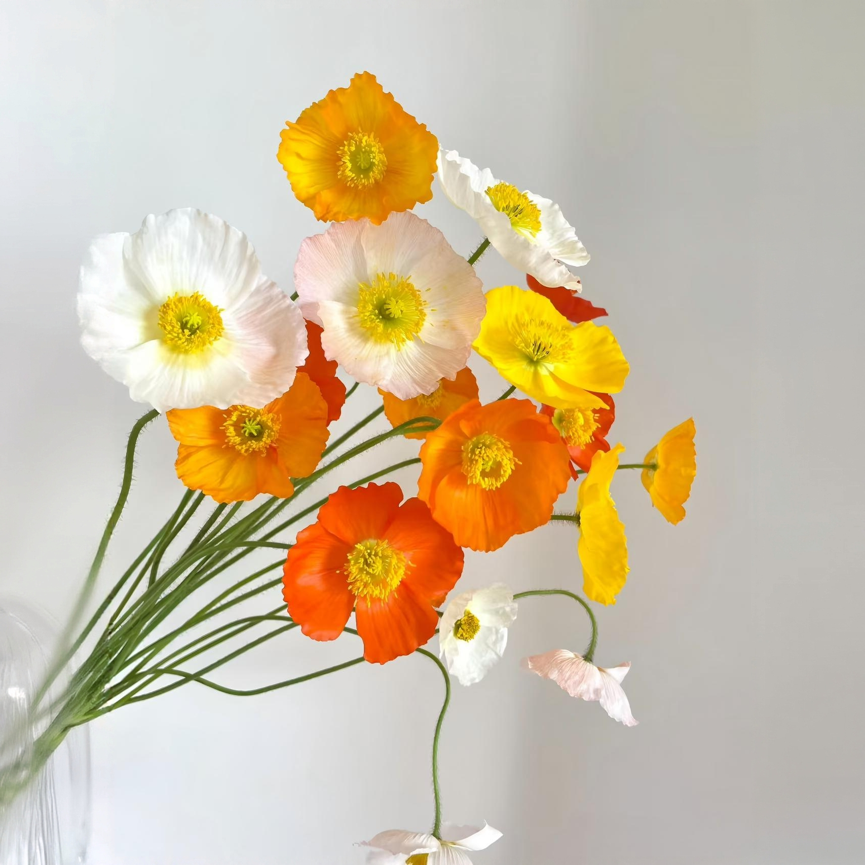 【虞美人】随机色10枝 会开花的毛毛球 鲜花次日达批发直播品质鲜花 全场任意满两单顺丰包邮