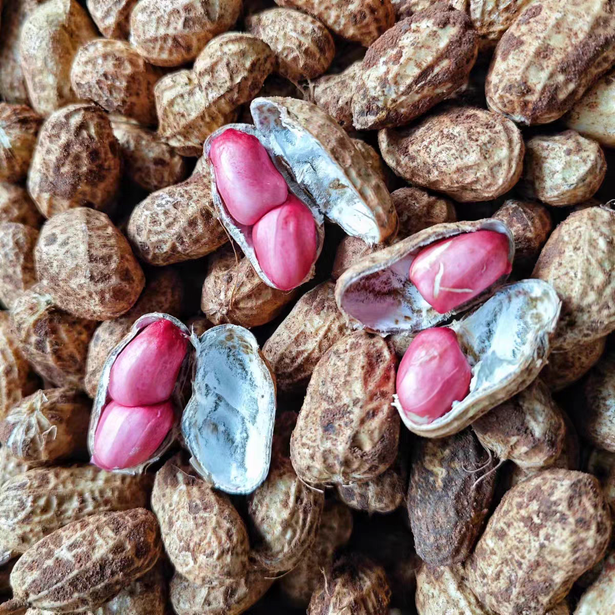 2025八宝新鲜现挖带壳红衣花生饱满脆爽可水煮凉拌农家自种