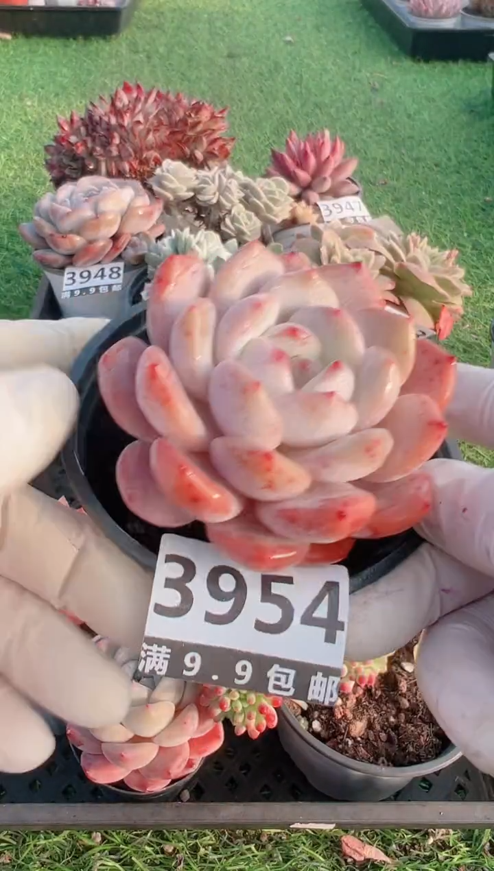 【闪购商品】信福多肉一物一拍