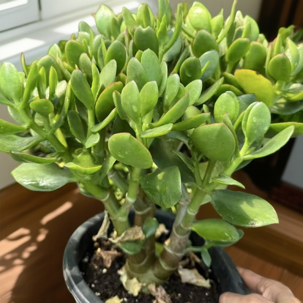 青叶玉树新手好养带盆带土玉树老桩多肉植物适合室内外养