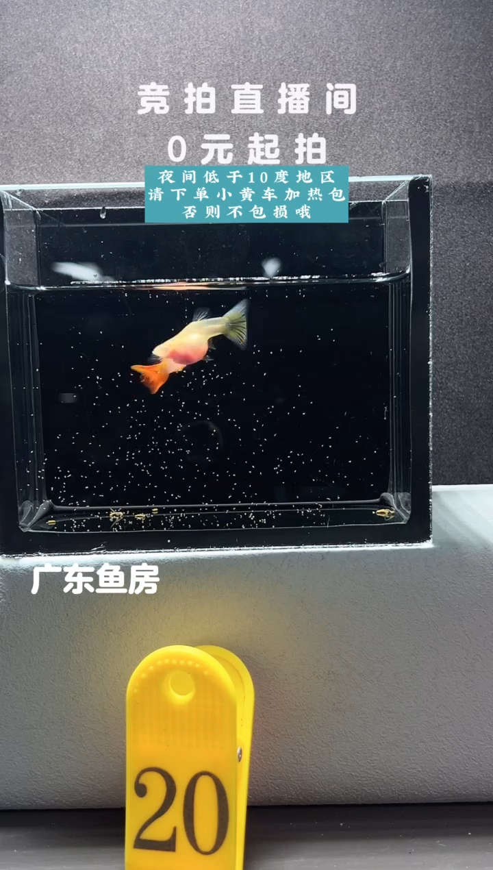 孔雀鱼蓝白跑红玻璃短体一对编号20