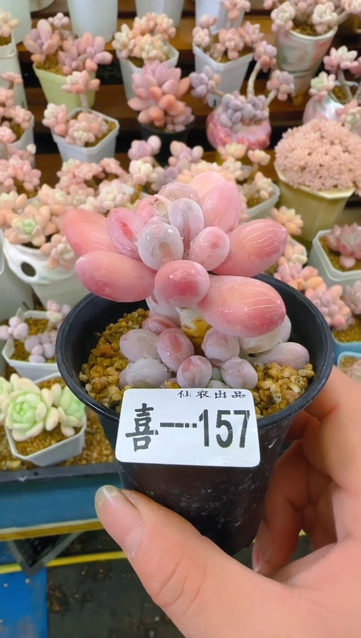 【闪购商品】喜—157—仙农（龙珠奶）