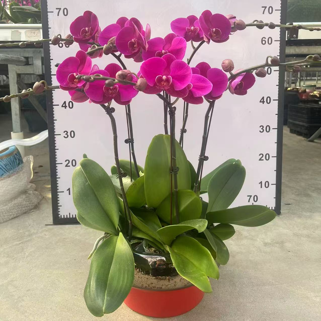 蝴蝶兰《大辣椒》喜庆 年宵花爆款 新鲜绿植