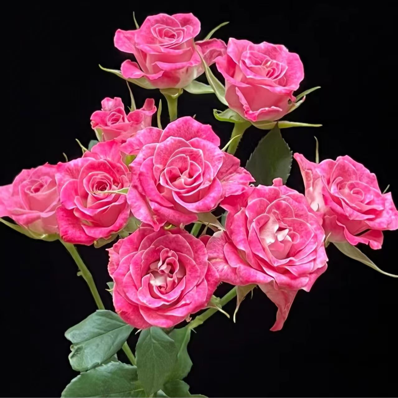 （A级 多头伊瑟拉）玫瑰云南基地直发生活鲜花