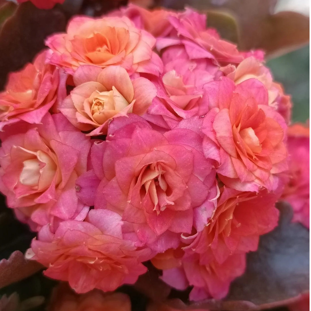 （奶油玫瑰/大鹏110盆）一代长寿花  基地直发  室内懒人花