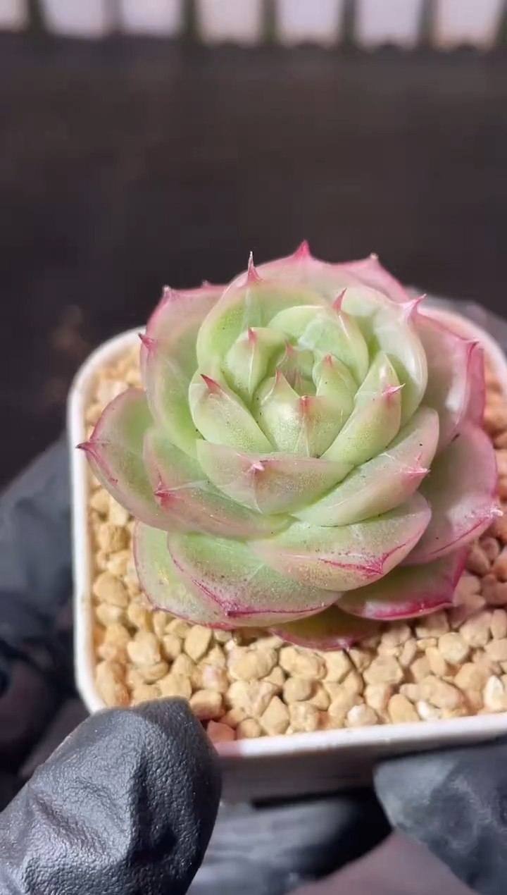 7-82冰雾3-4厘米量拍发一颗