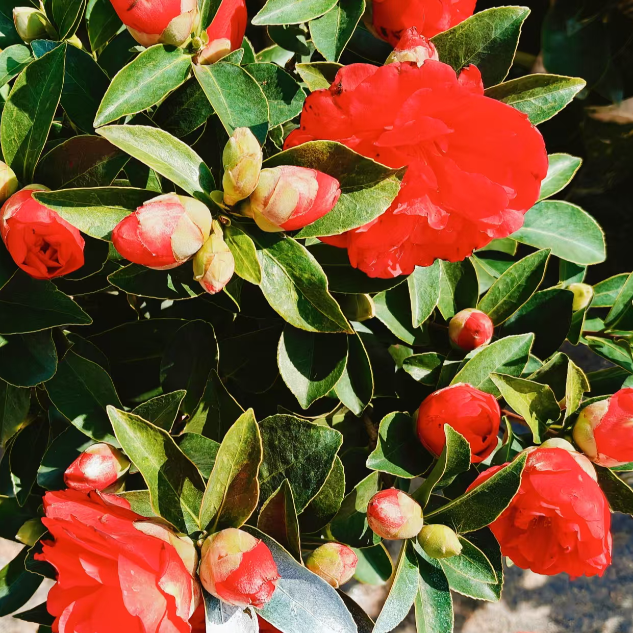 精品茶花庭院植物一物一拍山茶花花卉