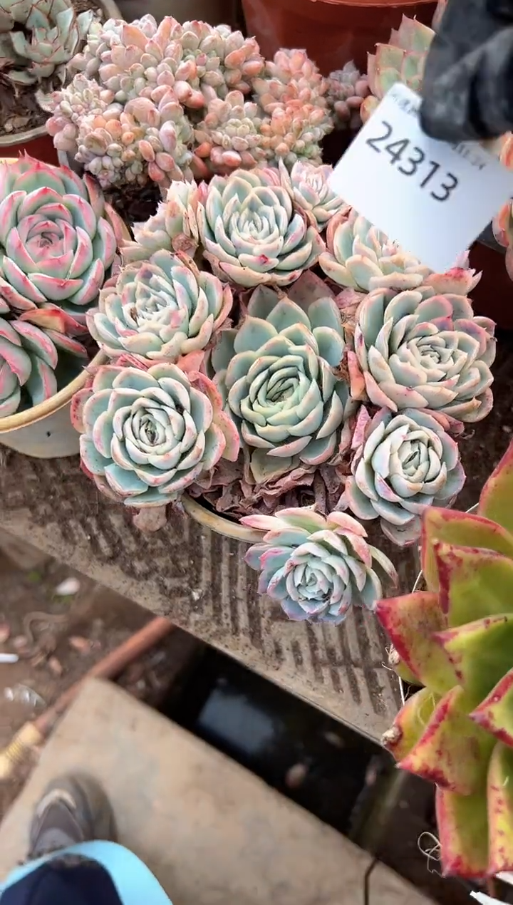 ?**?多肉植物一物一拍24313