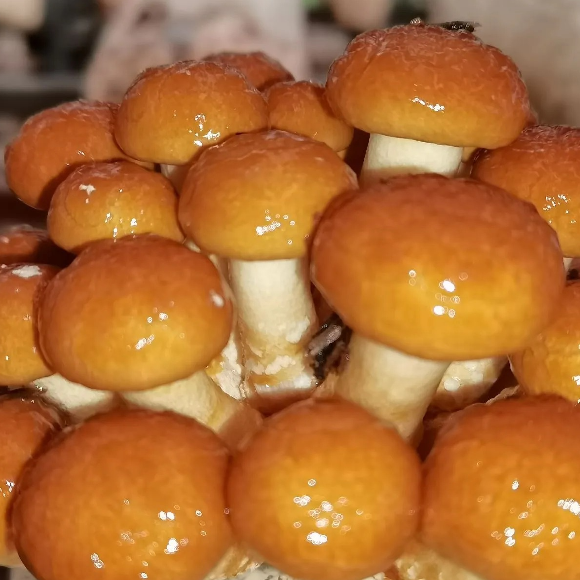 延安自产鲜滑子菇鲜滑可口