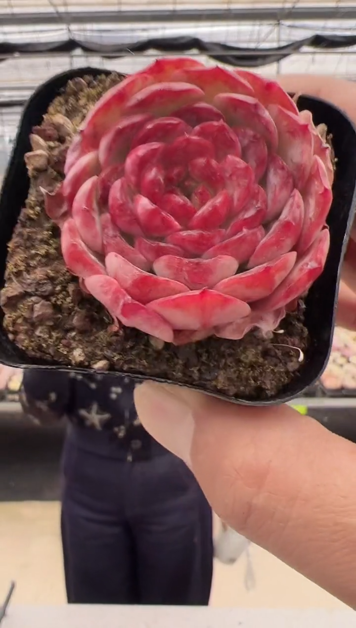 【闪购商品】新款多肉-189