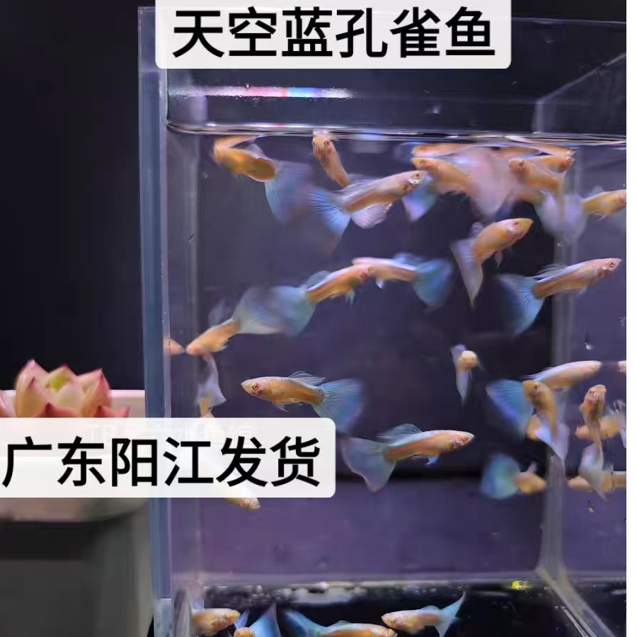 天空蓝蓝白孔雀鱼大尾小型热带鱼活体网红好养耐活直接生小鱼广东