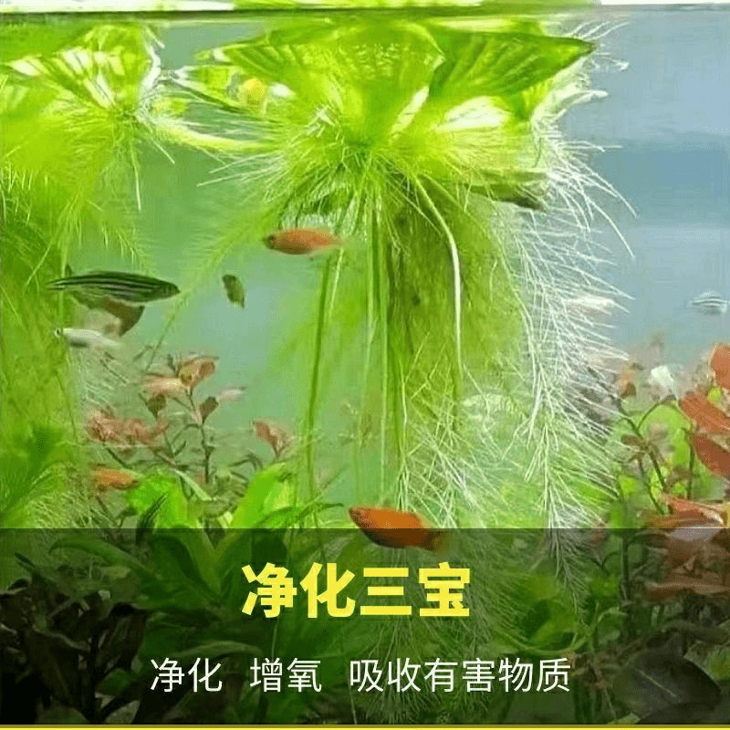 浮萍水面水生水植物造景净化水质鱼缸水培专用水草池塘庭院水芙蓉