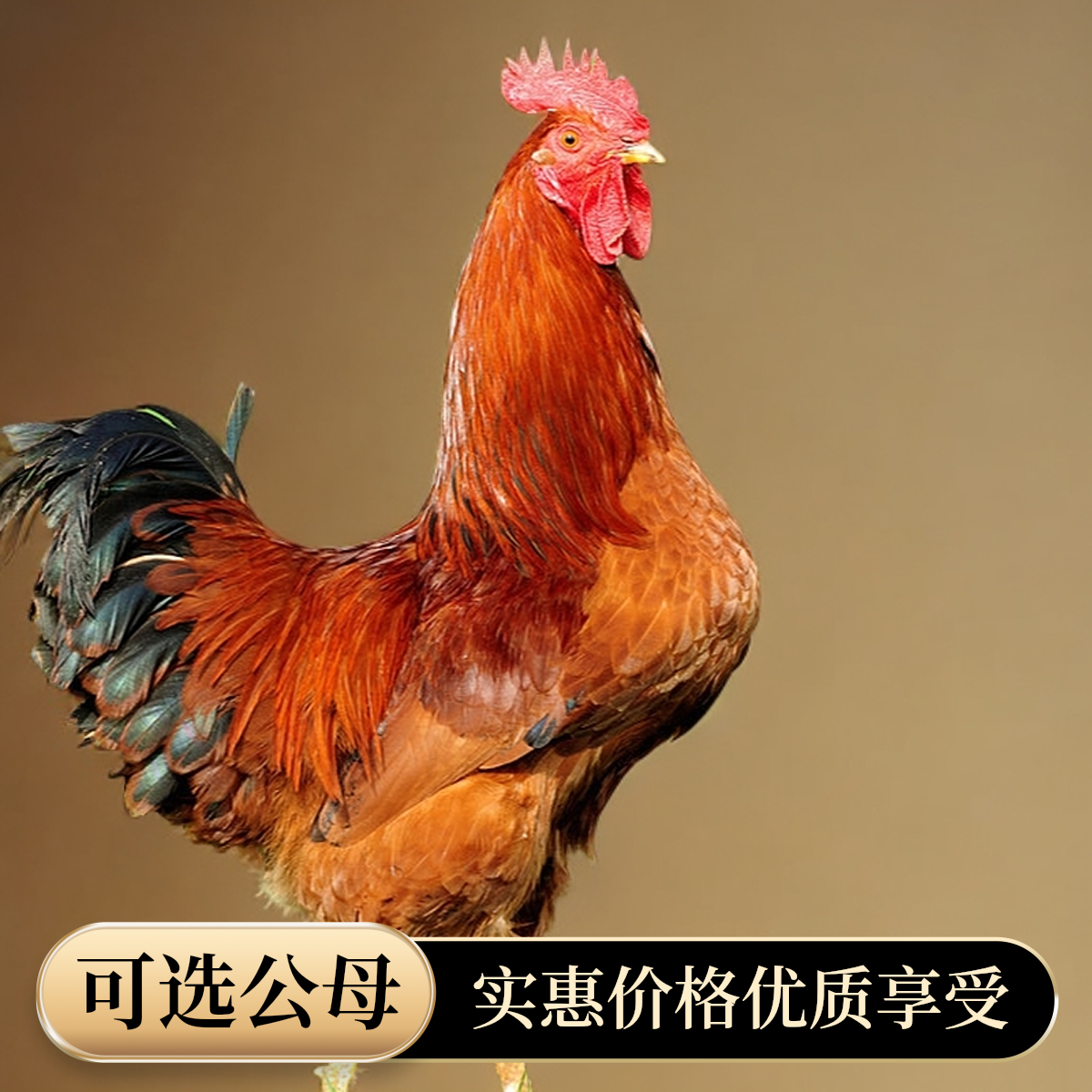 九斤红宠物鸡   粉壳蛋450g左右 包邮发货