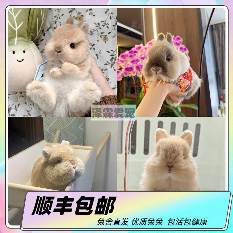 改价A 宠物兔侏儒兔垂耳兔高品双血统