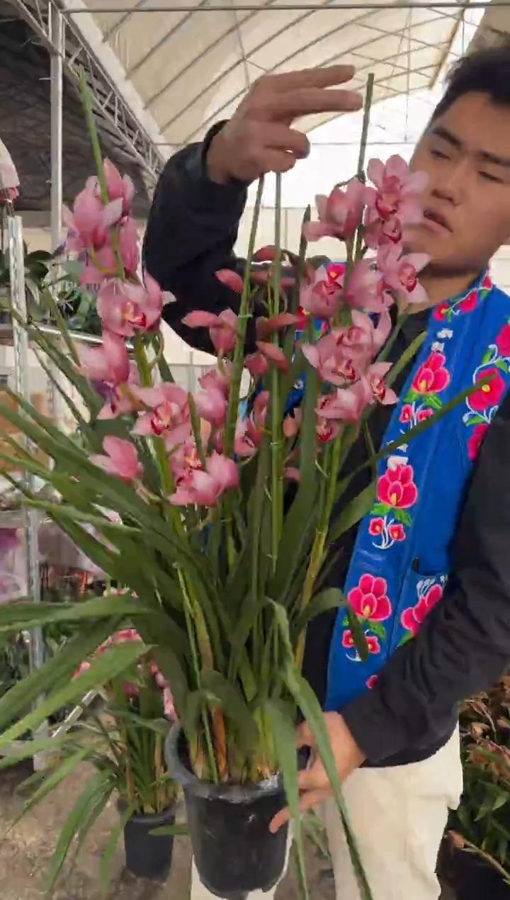 完全开放大花蕙兰-粉色蕙兰四枝花剑