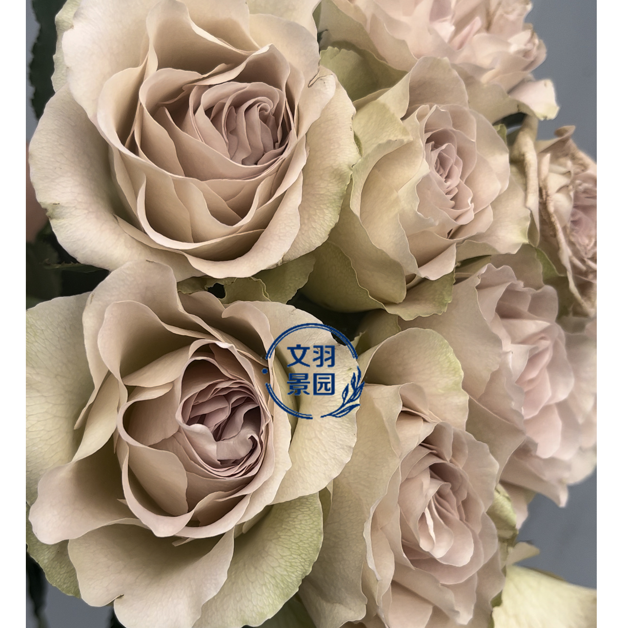 文羽景园【拉维尼】切花月季多季节重复开花