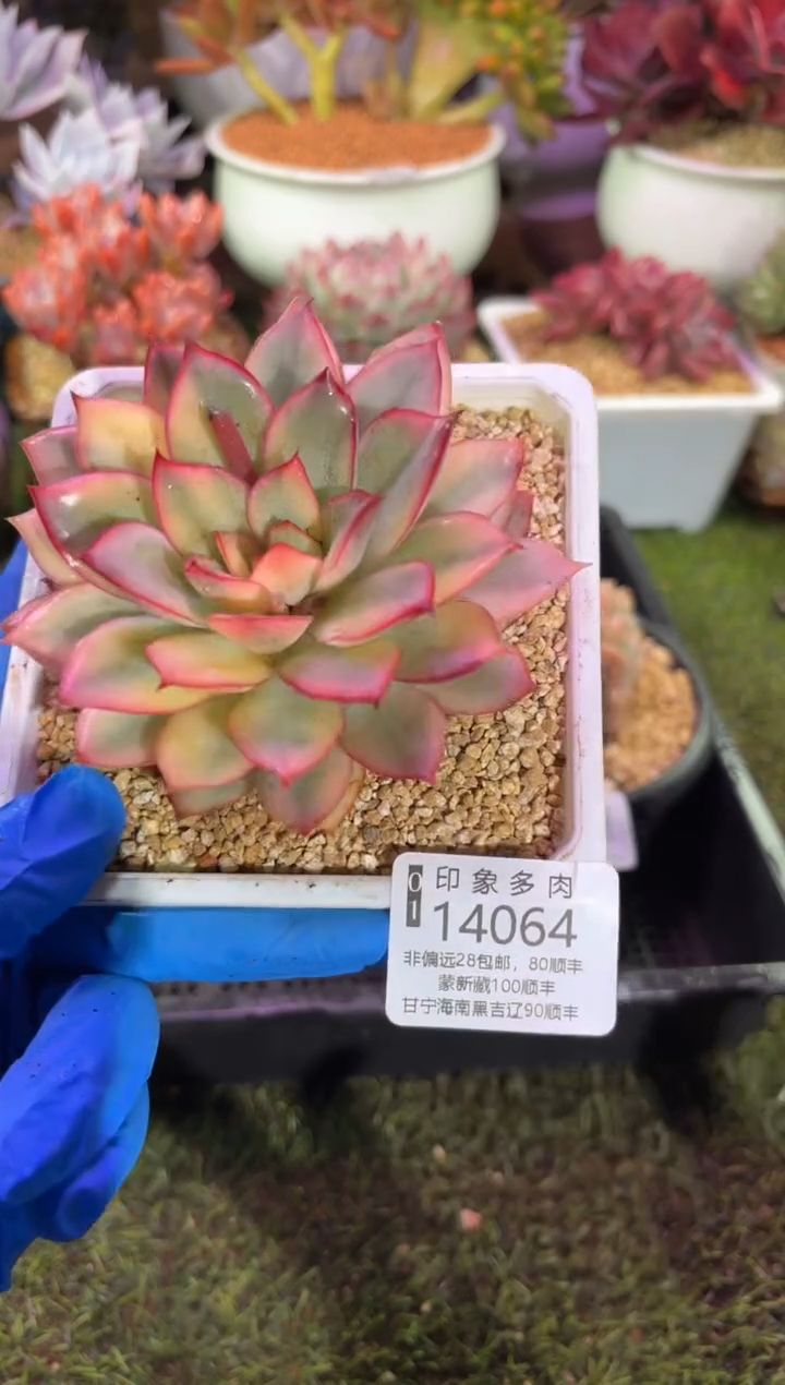 【闪购商品】14064