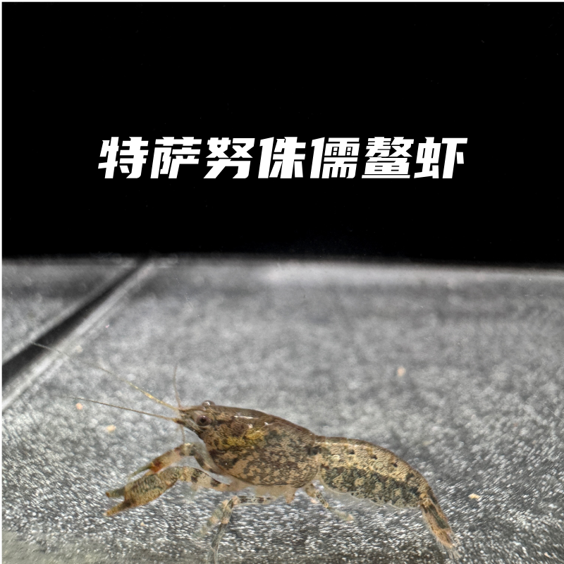 观赏虾 特萨努侏儒鳌虾 小型迷你鳌虾淡水草缸可养好养易活