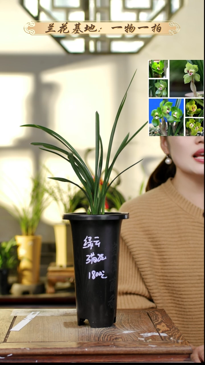 完全开放春兰老种绿云