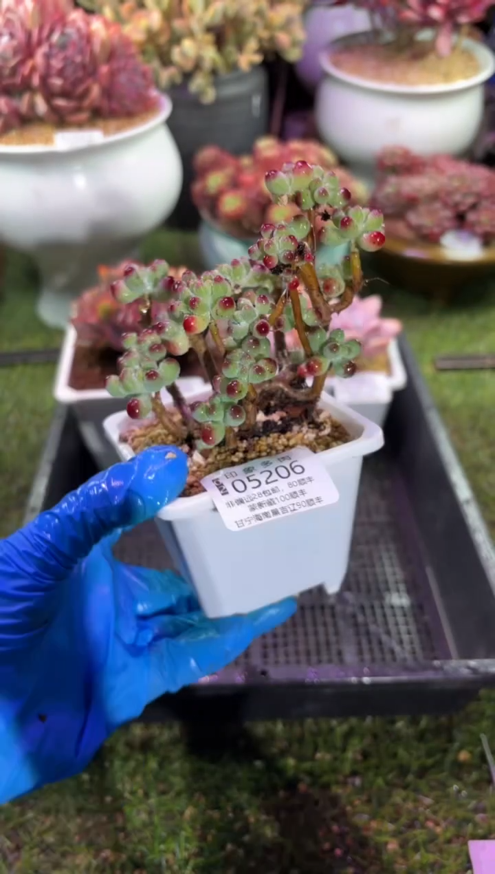 【闪购商品】05206