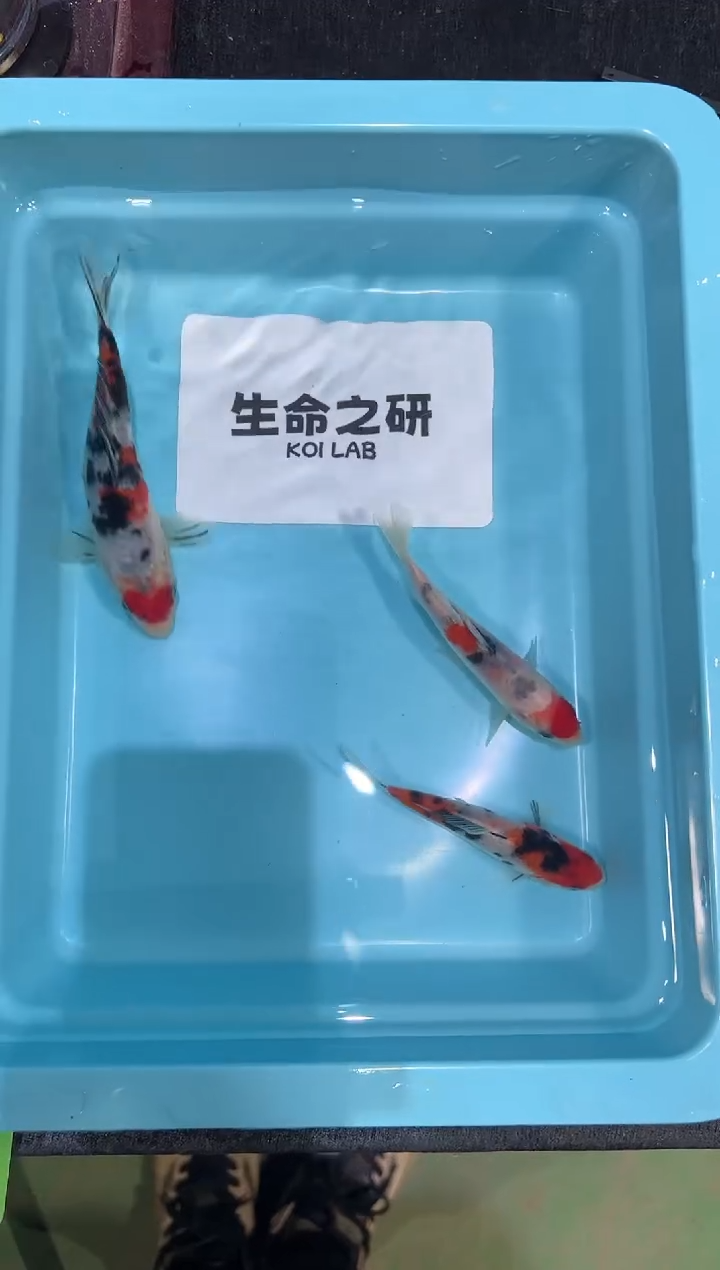 锦鲤坂井血统小牙签