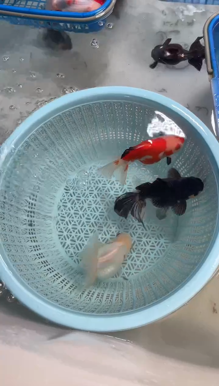 海水鱼248专拍，收到货录制开箱视频，无完整开箱视频不售后