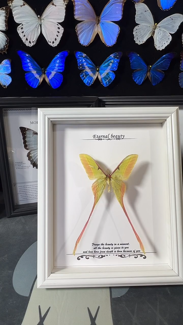 长尾娥欧版相框版