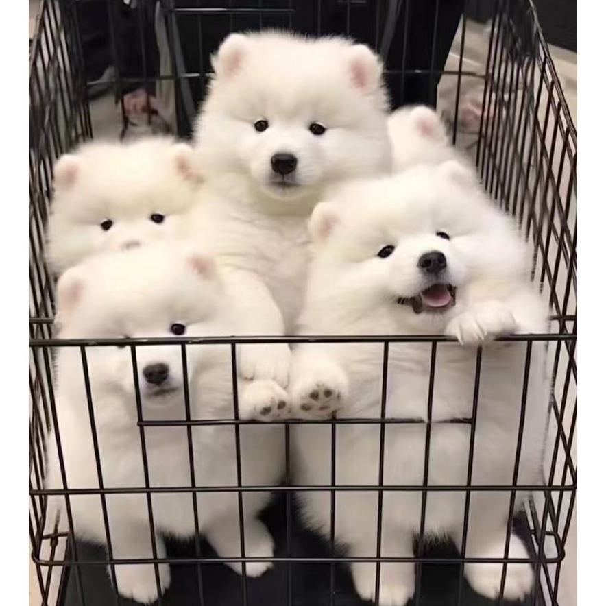 （miupet 萌宠空间）狗狗活体