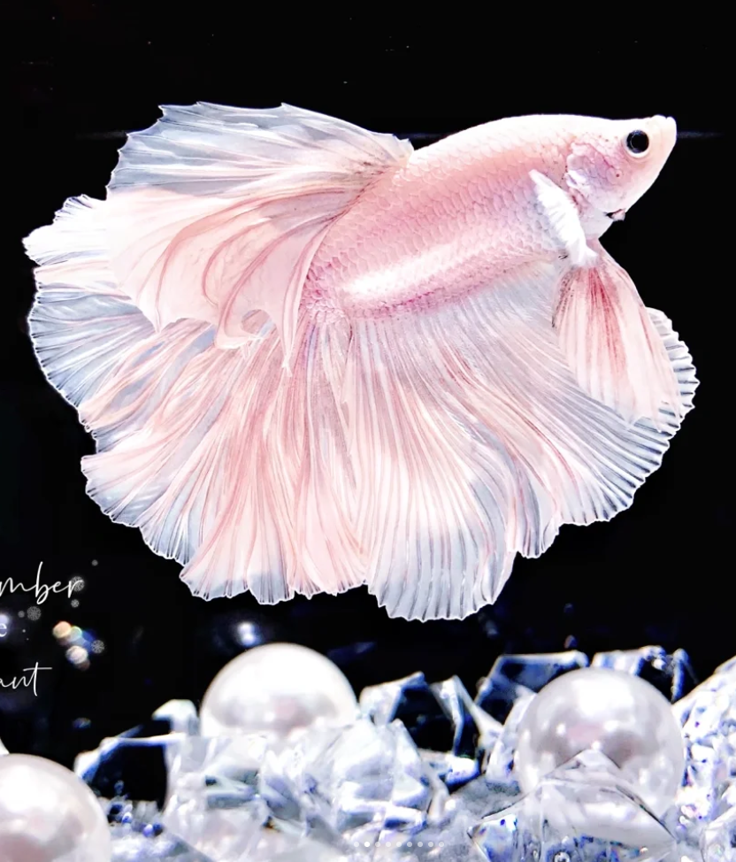 337-360号半月仙女款斗鱼热带观赏鱼小型宠物鱼耐养-直播间选鱼