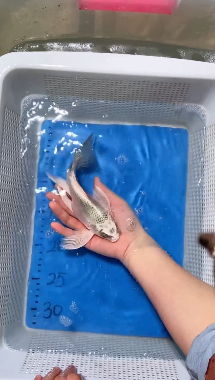 锦鲤锦鲤蝴蝶鲤鱼拍开箱视频包售后 微瑕